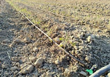 Agriturismo le Campanelle - Sicilia - Cefalù