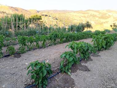 Agriturismo le Campanelle - Sicilia - Cefalù