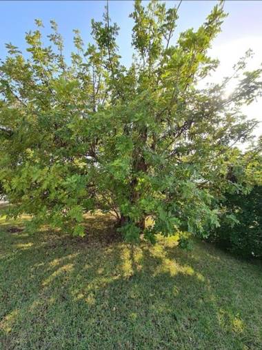 Villa del Carrubo a due passi dal mare di Cefalù