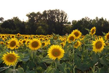 Agriturismo Rustichino