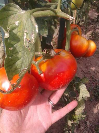 Ospitalita' Rurale Casa Cani