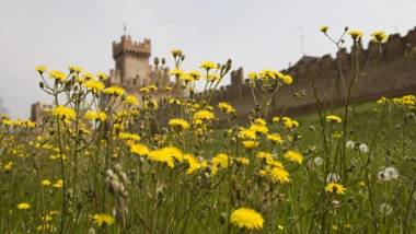 The Comfort Apartment