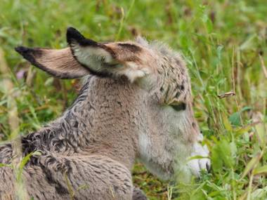 Agriturismo il posto delle fragole