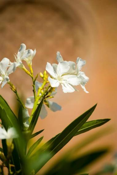 ALL'ALBARO AGRITURISMO