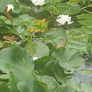 GRAZZANO ANTICA STAZIONE
