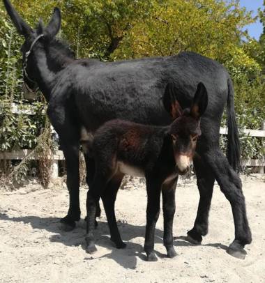 Agriturismo La Collina dei Cavalieri