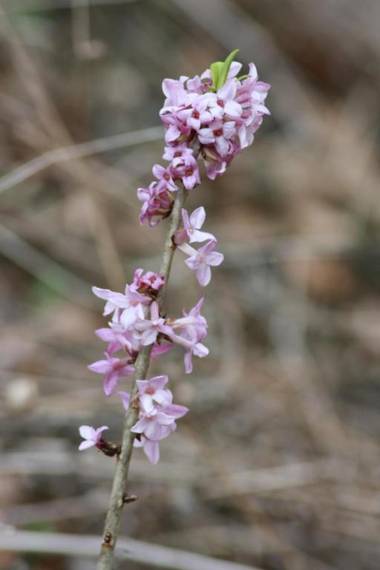 Albergo Diffuso Faller