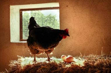 Azienda Agrituristica Il Pago