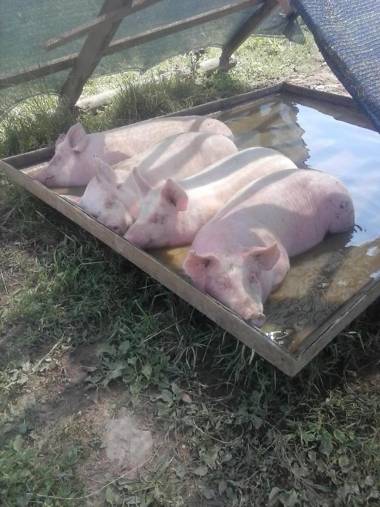 Agriturismo Borgo Floreani