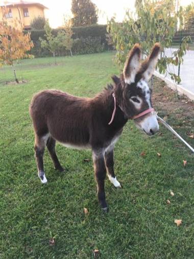 Corte Breda Agriturismo Bed&Breakfast