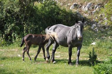 Nelle Stanze Del Matese