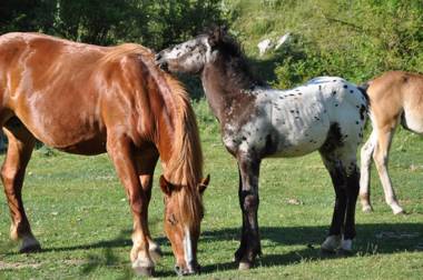 Nelle Stanze Del Matese