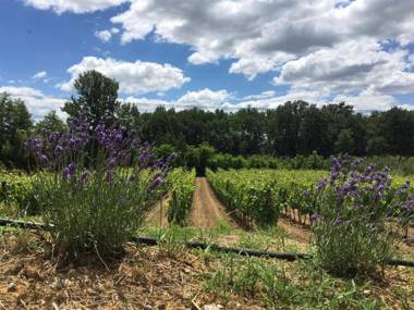 Agriturismo La Casina nel Vigneto