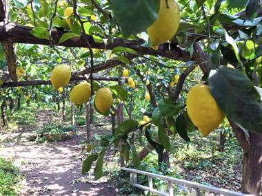 La Ciucciara Holiday Homes