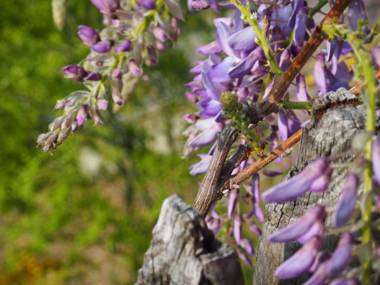 Mountain Village Hasenegg