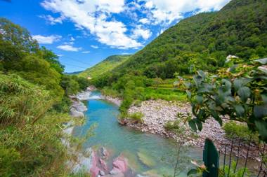 Glicine among vineyard
