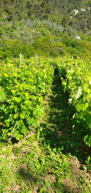 Agriturismo Vecchio Frantoio