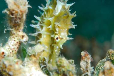 Aqaba Adventure Divers Resort & Dive Center