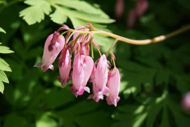 Haru’s House 1 with hot spring