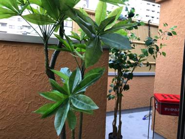 Tokyo Shinjuku Shin-Okubo 和の宿