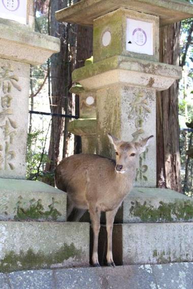 Nara Guesthouse 3F