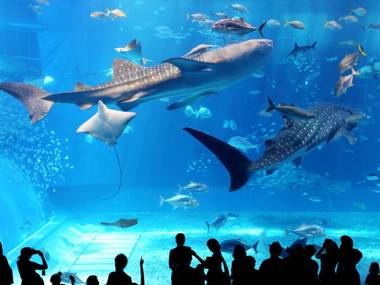 Shiawaseninaru Kourijima no Yado