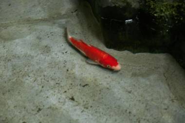 梅湯の宿 by 宿ルKYOTO HANARE