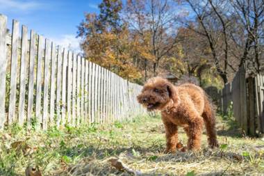 Hanare no Yado Hanagokoro