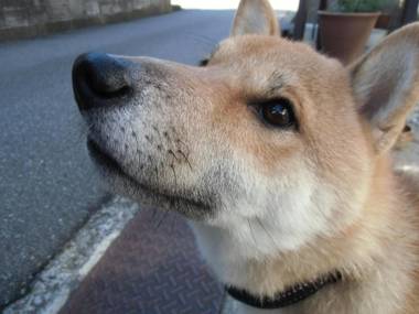 Kanazawa Share House GAOoo