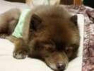 Love Dog Resorts Aiken-Oyado