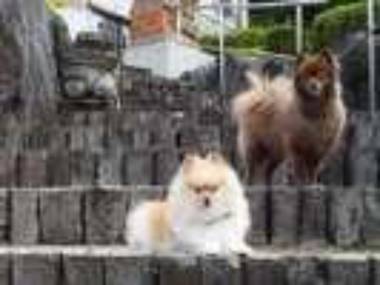 Love Dog Resorts Aiken-Oyado