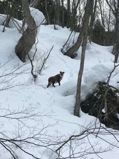 HAKUBA LODGE OMUSUBI