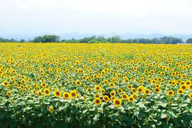 晴家(HALELUYA) Guest House