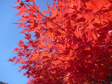 Shima Onsen Kashiwaya Ryokan