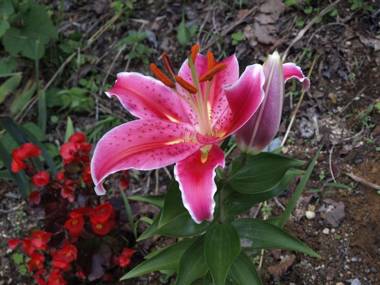 Hotel Silk Inn Madarao