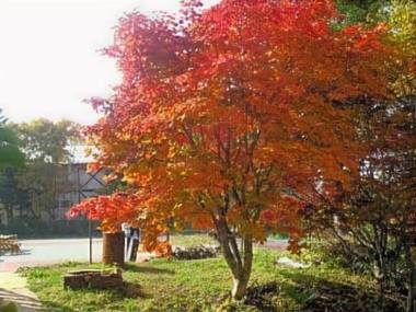 Pension Shiroi Tsubasa