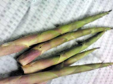 Nishihoppo Onsen Hotel