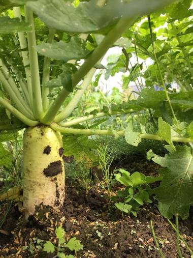 Hotel Radish House ホテルラディッシュハウス