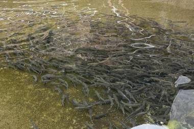 Minshuku Iwana no Sato