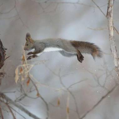 Log Hotel The Maple Lodge