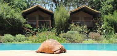 Wildebeest Eco Camp