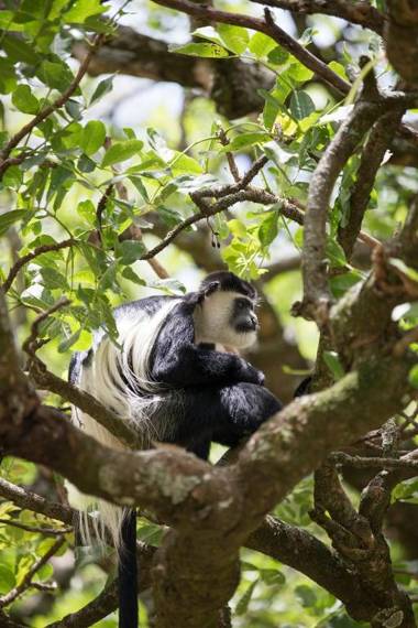 Siana Springs Tented Camp