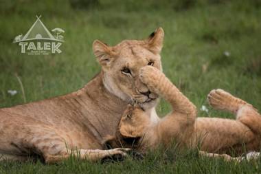 Talek Bush Camp Masai Mara