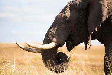 Mara Ngenche Safari Camp - Maasai Mara National Reserve