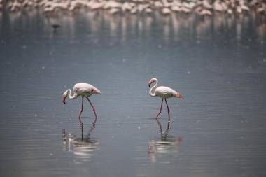 Lake Elmenteita Serena Camp