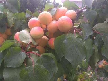 Podsolnukhi Guest House