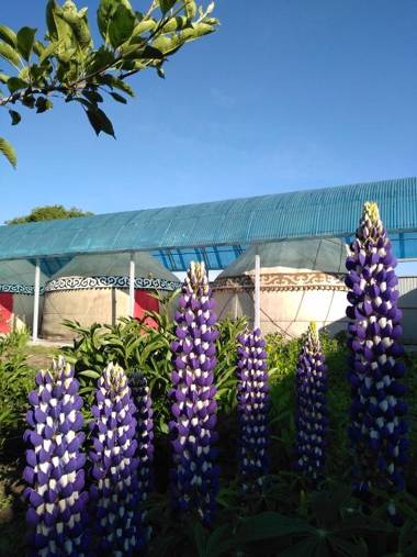 Karakol Yurt Lodge