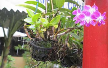 Blossoming Romduol Boutique