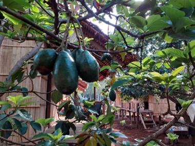 Tribal Village Homestay