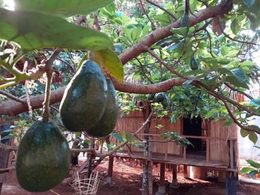 Tribal Village Homestay